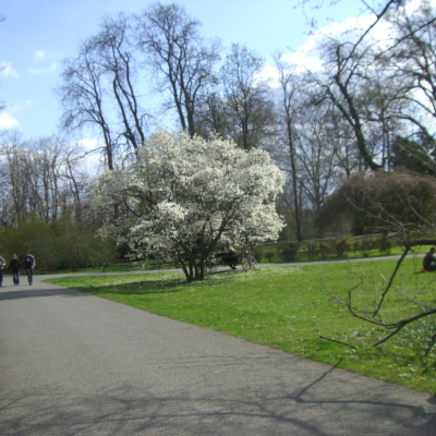 Gralis Bild