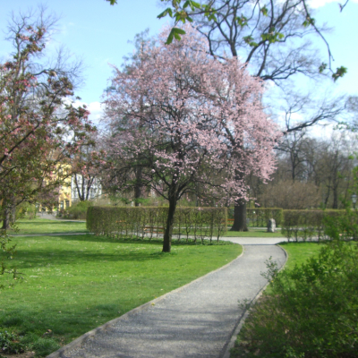 Gralis Bild