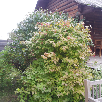 Gralis Bild