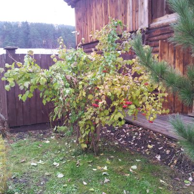 Gralis Bild